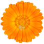 calendula macérat apaise, soulage, adoucit, hydrate Huile végétale 