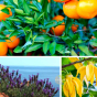Gel douche parfum orange, bergamote, citronnelle et de lavande Dresdner Essenz