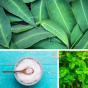 Gel douche au sel de mer, eucalyptus et menthe Dresdner Essenz