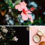 Gommage douche coco, hibiscus et jasmin Dresdner Essenz