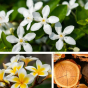 Gel douche jasmin, frangipanier et bois de santal Dresdner Essenz