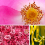 Gel douche ylang-ylang et rose l'amour Dresdner Essenz