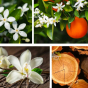 Gel douche fleurs d'oranger, jasmin, bois de santal et vanille Dresdner Essenz