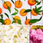 Soin douche jasmin, mandarine, fleur d'amandier sunset glow Dresdner Essenz