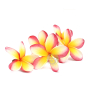 Huile monoï Tahiti Hei Poa tropical AOP Pina et maracuja