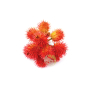 Castor oils huile de ricin Najel ongle et cheveux