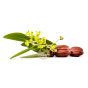 Jojoba Bio Naturado huile végétale tous ses bienfaits vertus