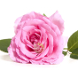 Rose de Damas hydrolat bio Naturado Eau florale adoucissante astringente vertus