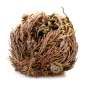 Rose de Jéricho plante de résurrection Selaginella lepidophylla