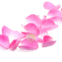 Beurre de Karité rose musquée Bio solution matures abîmées