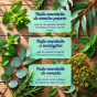 Mélange pour sauna d'huiles essentielles de menthe, d'eucalyptus, de romarin Dresdner Essenz