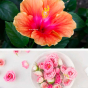 Sel de bain certifié Natrue hibiscus et rose bio Dresdner Essenz