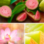 poudre de bain lotus et goyave "faisons la fête" Dresdner Essenz