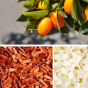 Parfum du sel de bain vegan kumquat, de santal et de jasmin Dresdner Essenz