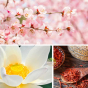 Sel de bain vegan lotus et fleur de pêcher Dresdner Essenz