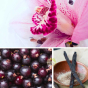 Poudre de bain  cassis, vanille et orchidée naturel