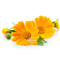 Dr Theiss anti-rides Calendula visage complexe soin peau fragile