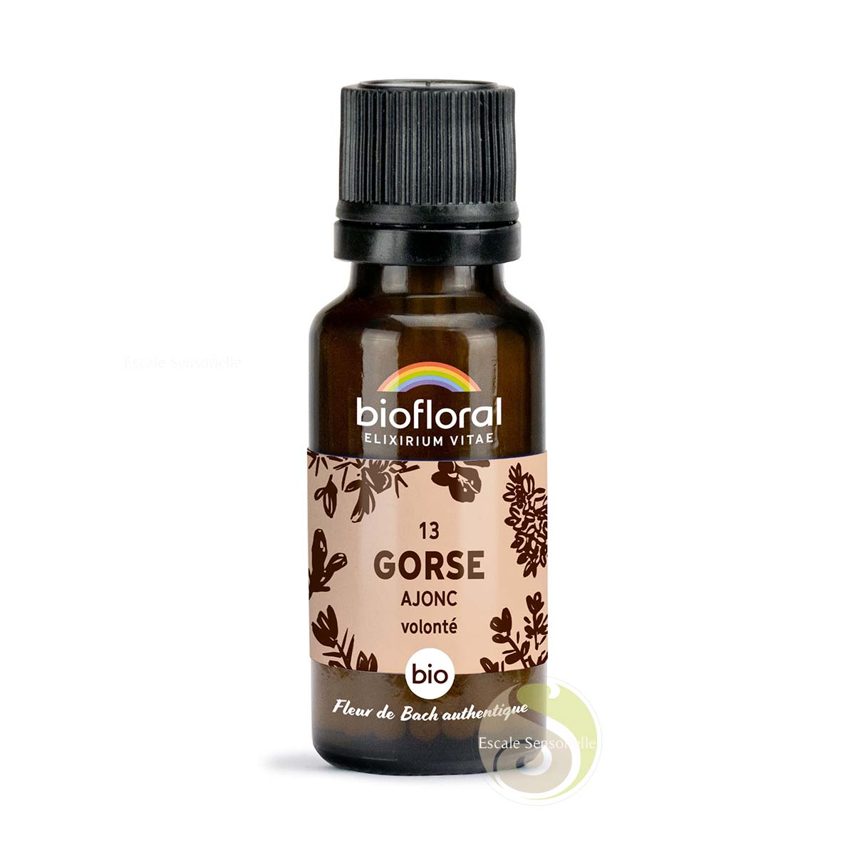 Gorse ajonc Fleur de Bach N°13 sans alcool bio espoir et optimisme au quotidien Biofloral