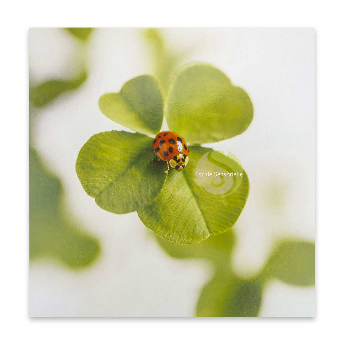 Carte postale double luxe trèfle 4 feuilles coccinelle mandala