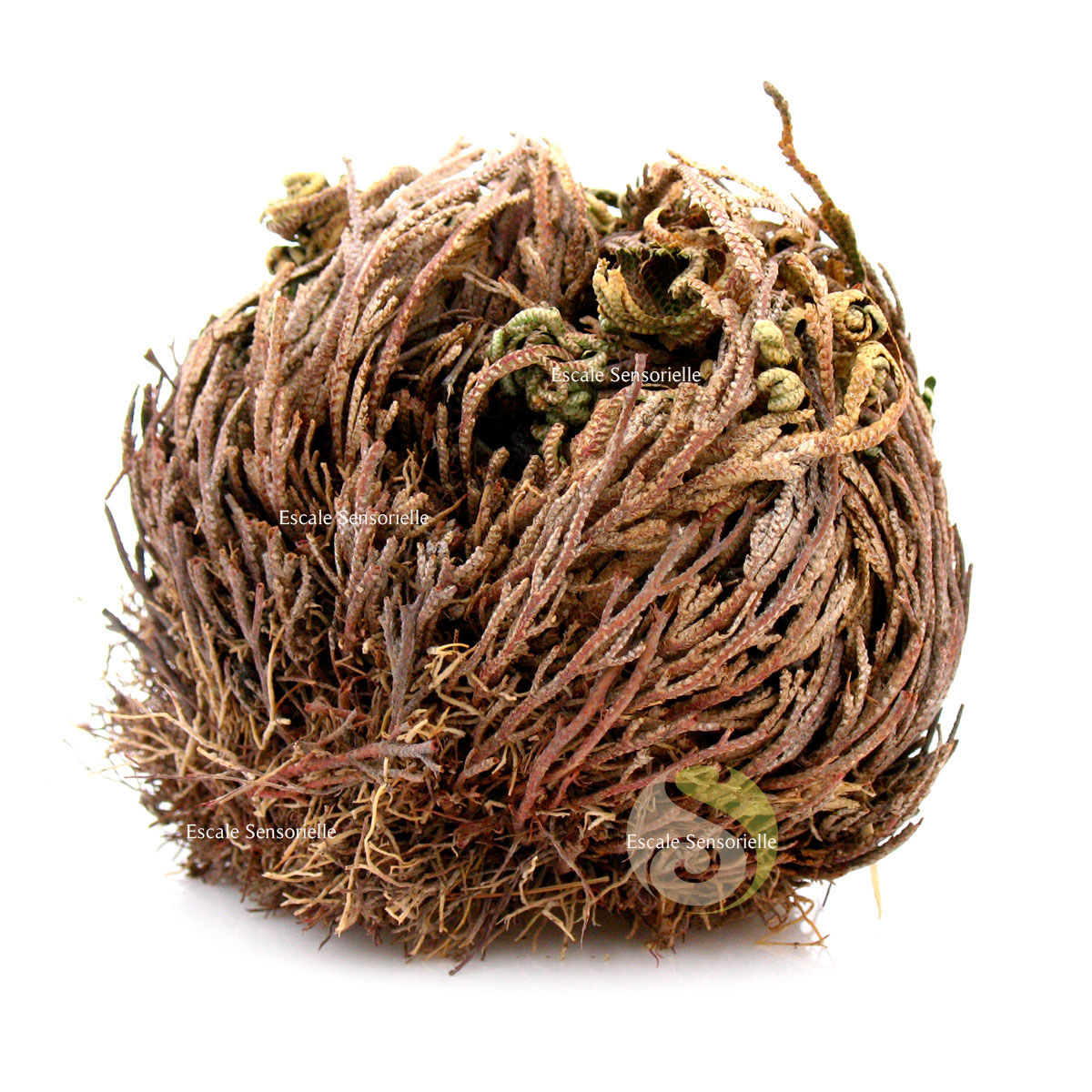 Rose de Jéricho plante de résurrection Selaginella lepidophylla