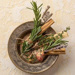 Plantes chamaniques