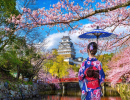 Fleur de cerisier : le symbole d’élégance du Sakura