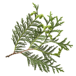 Feuilles de cèdre