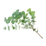 Bouquet d'eucalyptus