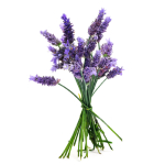 Bouquet de lavande