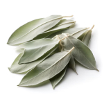 Feuilles de sauge blanche