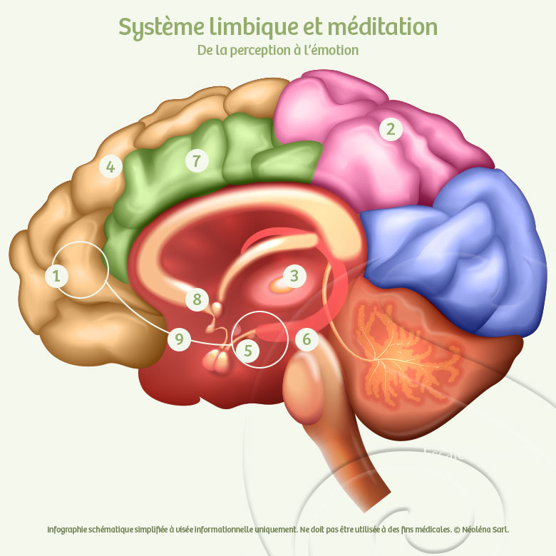Infographie limbique