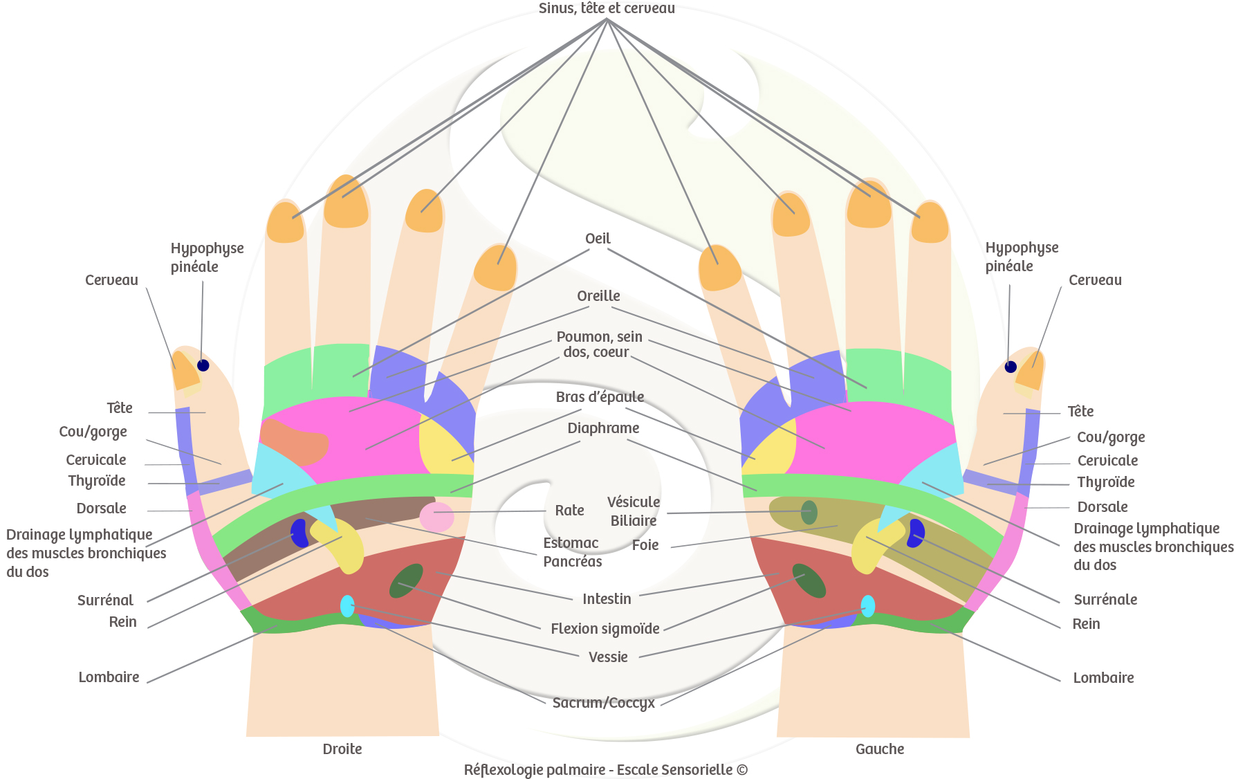 Reflexologie-palmaire-EscaleSensorielle-carte-gratuite_1800x1126