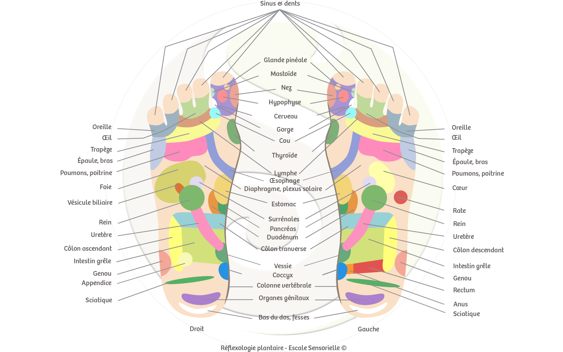 Reflexologie-plantaire-EscaleSensorielle-carte-gratuite_1800x1126