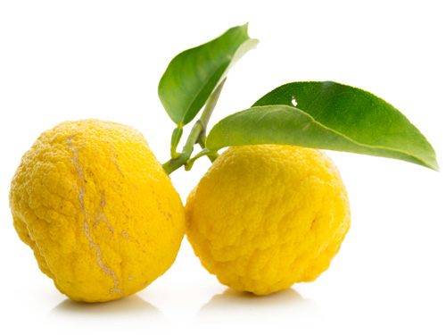 Yuzu agrume citron japonais
