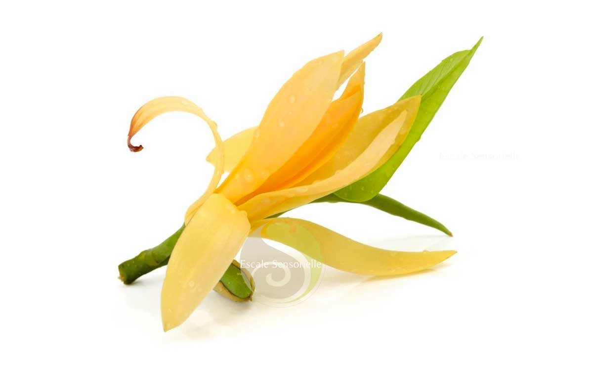 Fleur magnolia champaca