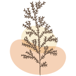 Cèdre et genévrier