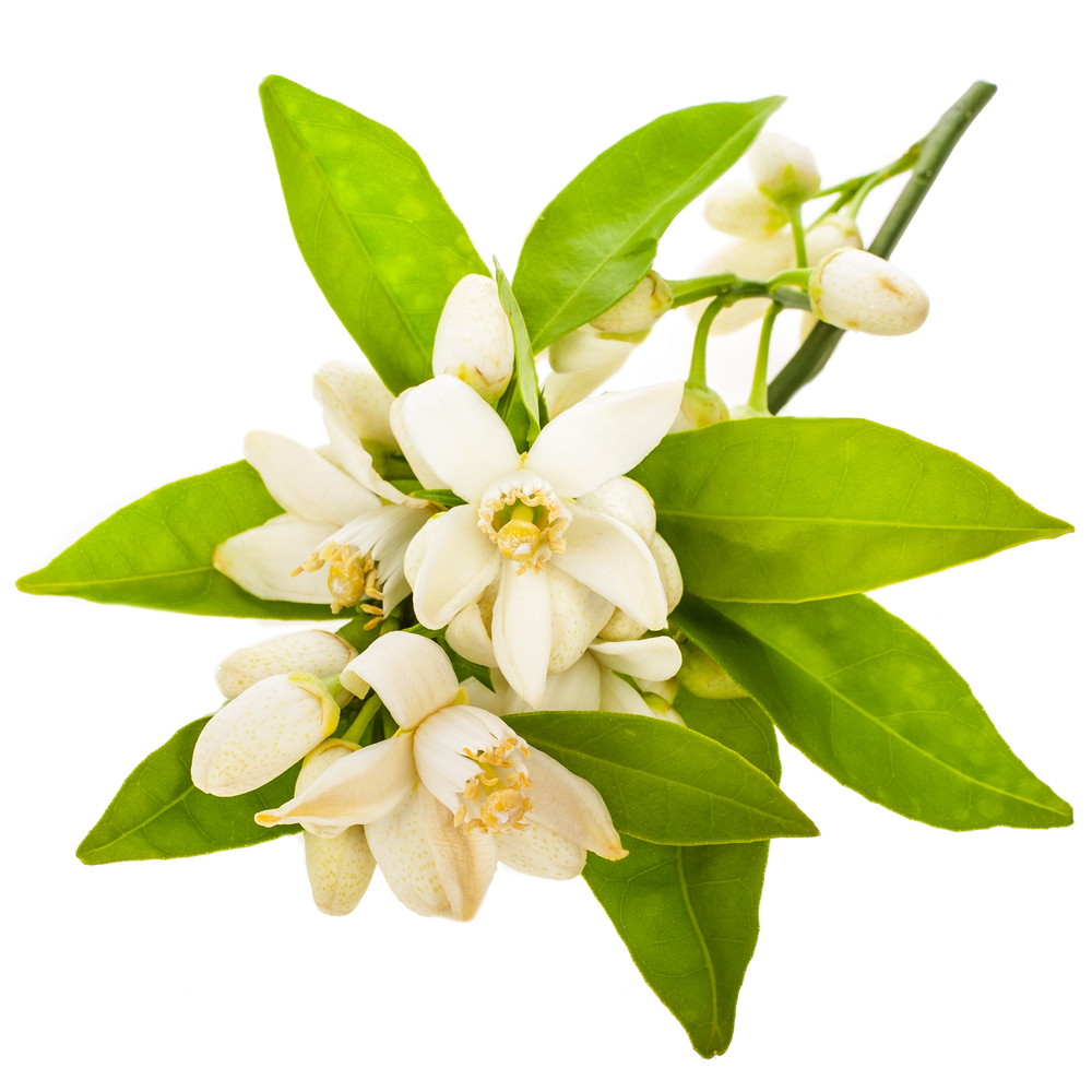 Aloé vera Eau florale de Néroli PHB ethical beauty