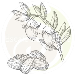 Huile de jojoba
