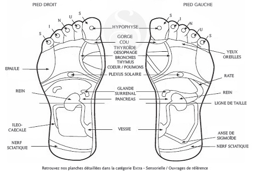 Points de réflexologie plantaire