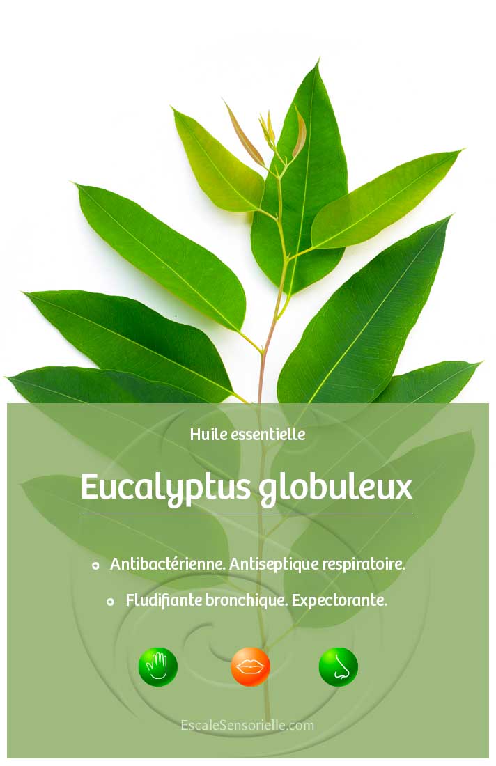 Huile essentielle eucalyptus globuleux