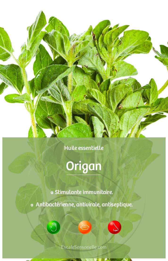 Huile essentielle origan