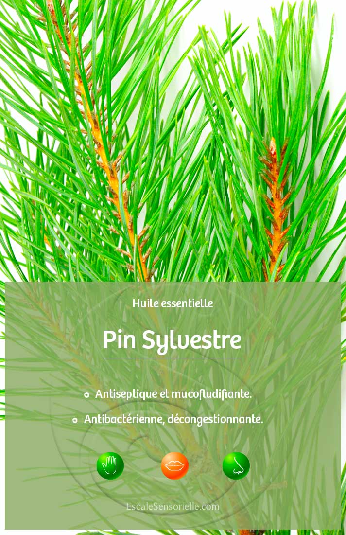 Huile essentielle de pin sylvestre