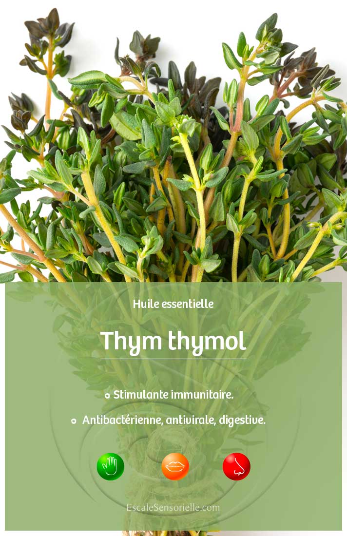 Huile essentielle de thym thymol